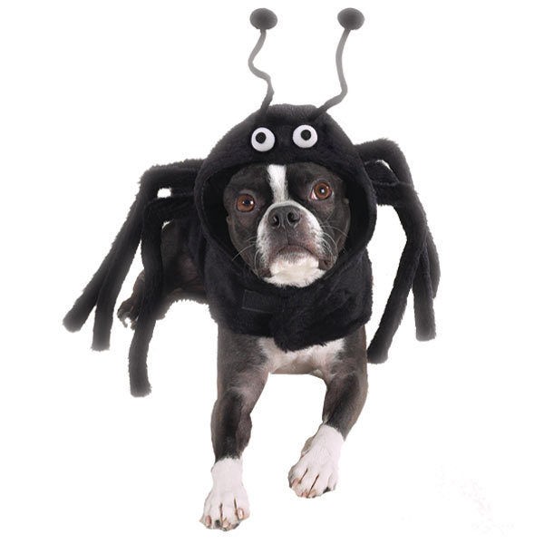 Casual Canine Spider SPIDEY PAWS Dog Pet Halloween Costume XS S M L XL