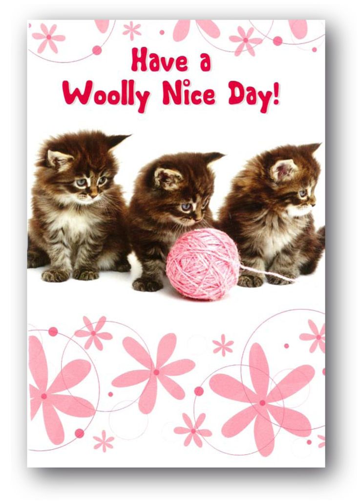 SALE   99p for 1 Funny Kitten Birthday Card   Have a Woolly Nice Day 