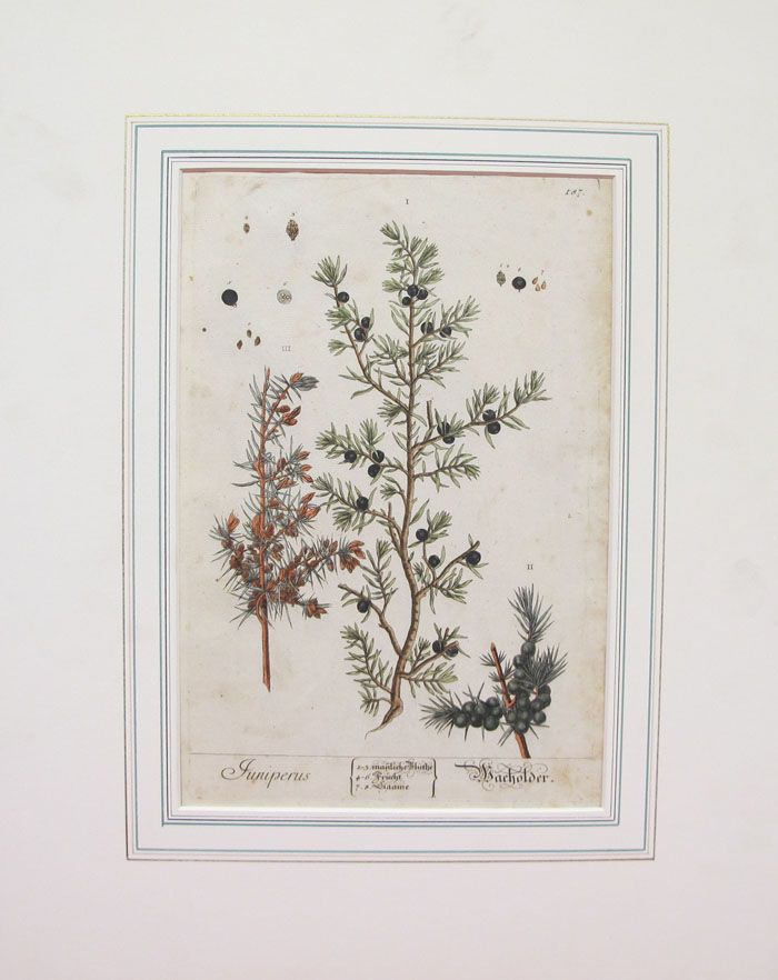 Original 1700s Elizabeth Blackwell 2 Botanical Print Hand Colored Yqz