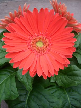 Gerbera Mega Revolution Watermelon Seeds New