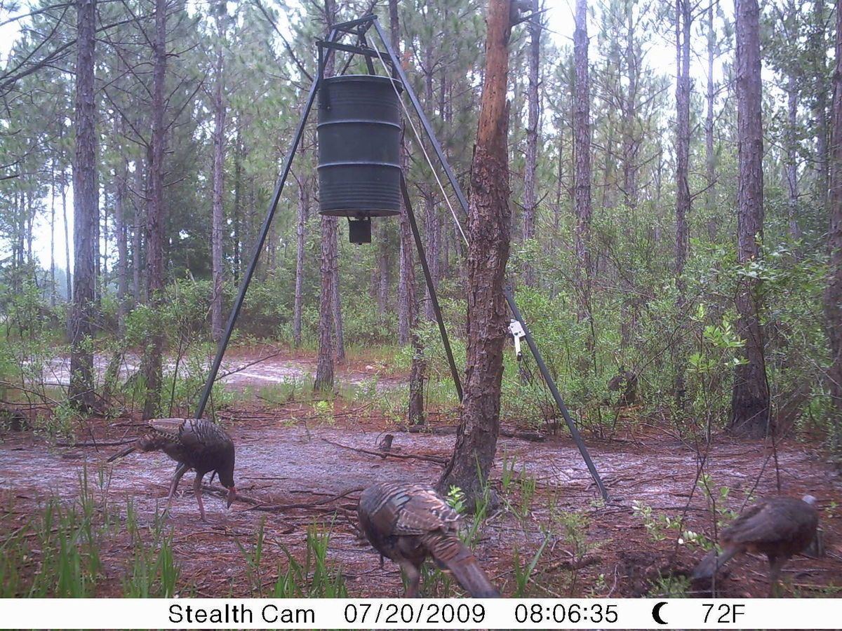 Florida Hog Hunt Wild Florida Boar Hog Hunting
