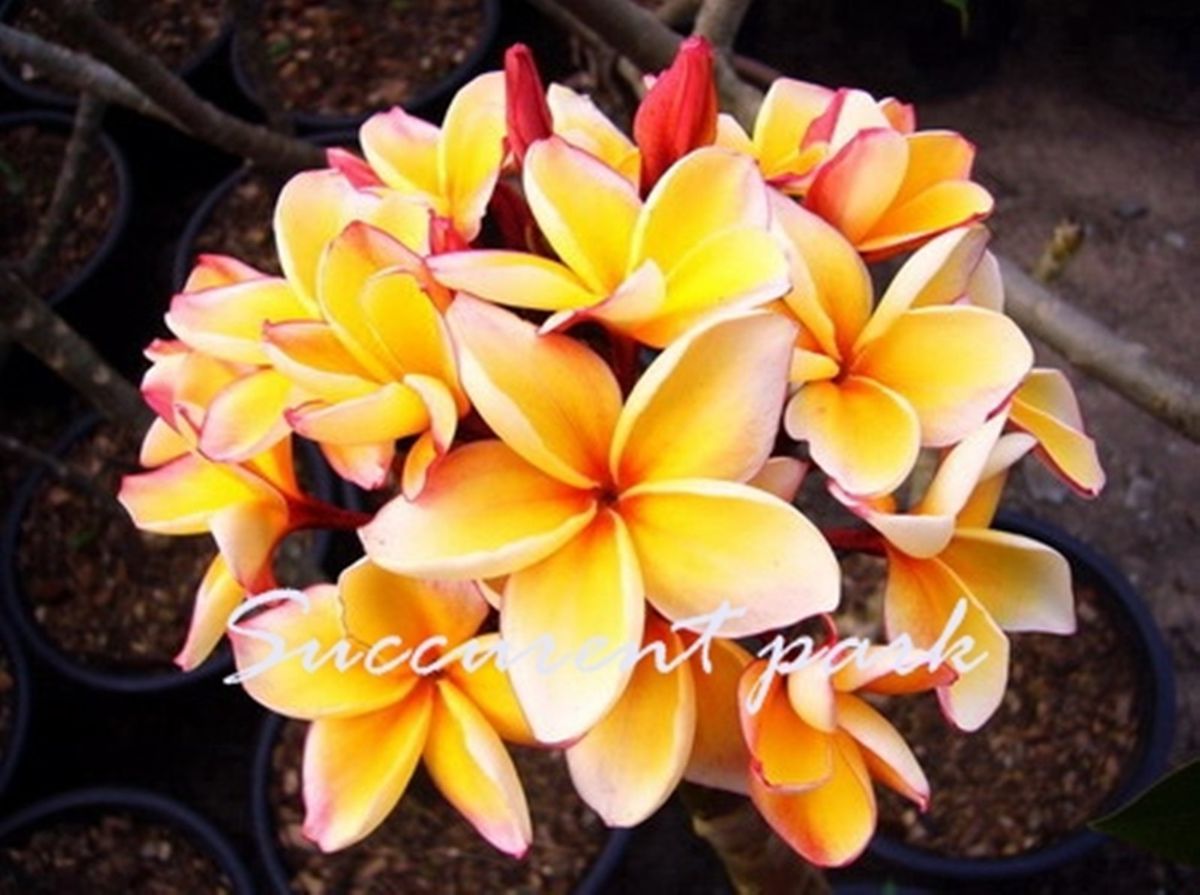 Plumeria Penang Peach Plant