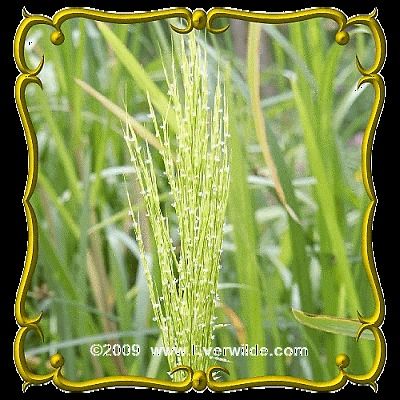 Lb   Wild Rice   Bulk Wild Grass Seeds
